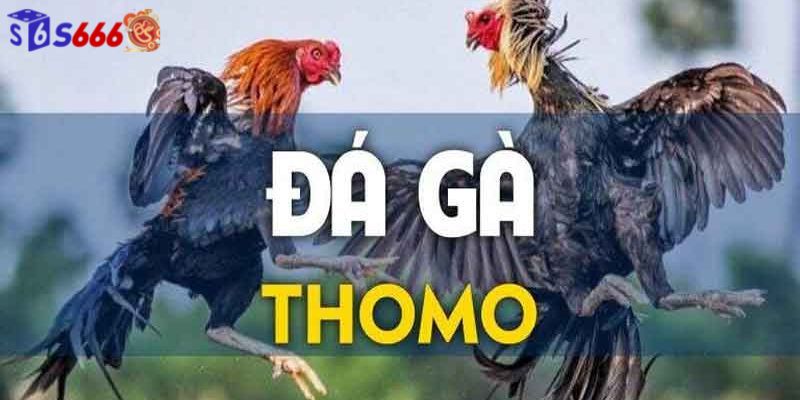 Xem Trực Tiếp Đá Gà Thomo Tại S666 – Tối Đa Trải Nghiệm Cho Game Thủ